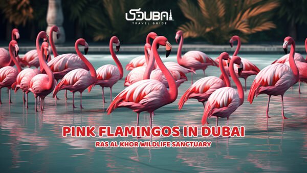 Pink Flamingos in Ras Al Khor Sanctuary Dubai